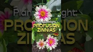 Why You Should Grow Profusion Zinnia Flowers #shorts #zinnia #foryou