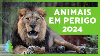 ANIMAIS EM PERIGO DE EXTINÇÃO 2024 ️ (Top 10)