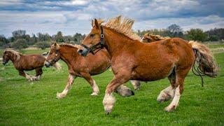 1 HOUR of HAPPY HORSES to Make Your Day Better!