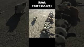 猫先生「授業を始めます」
