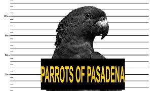 What's Up Pasadena! Parrots of Pasadena