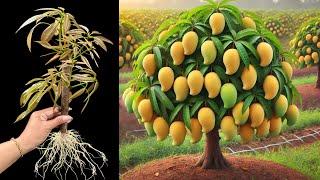 How To Grow Mango Trees From Cutting Faster With Egg Chicken,how to growing mango trees