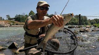 Torno a pescare sul TEVERE e catturo splendidi PESCI marini