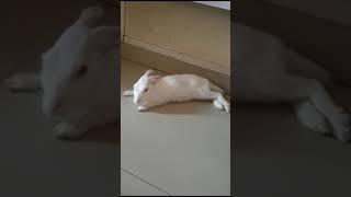 Mochi is so rude #mochi #bunny #cute #youtubeshorts #ytshorts