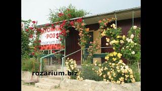 Обрезаем розу  в форме шраба , питомник роз полины козловой, rozarium.biz  Pruning the rose shrub