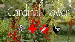 Cardinal Flower: Poison, Medicinal & Other Uses