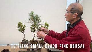 Refining small Black Pine bonsai