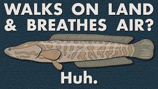 What Makes the Snakehead Fish So Dangerous? — Huh.