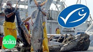 MSC-Fischsiegel - So werden Verbraucher getäuscht | WDR Doku