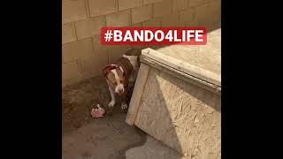 #BANDO4LIFE