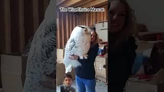 Mascot #owl #birds #pets #funny #cute #squidgame #funnycartoon #animation