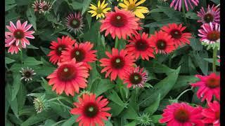 Vibrant Coneflowers for Summer & Fall: Cheyenne Spirit Varieties Explained