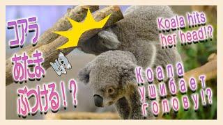 【１駅分の癒し】【4K】コアラあたまぶつける！？Коала ушибает голову!? Koala hits her head!?