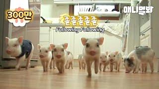 천재 돼지가 열네마리의 동생 돼지들을 혼자 돌보는 법ㅋㅋㅣGenius Pig Plays With 14 Younger Piglets In This Way