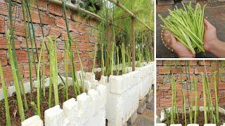 How to grow asparagus at home quickly for harvest