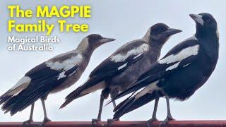 MAGPIES are even SMARTER than you think | Sound COCKATOOS Around!