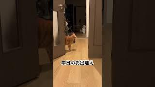 ﾌﾟﾙｱﾊﾟ # #cat #サビ猫 #ねこ #キャット #さびねこ #保護猫 #ねこ動画 #猫のいる暮らし #茶トラ #猫 #お出迎え猫