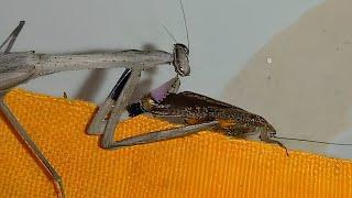 ''Asian jumping mantis(statilia sp.) hunting a large cockroach.