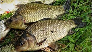 ОХОТА НА ДИКОГО  КАРАСЯ.  Как поймать карася. big carp fishing