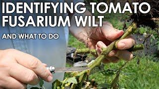 How to Identify Tomato FUSARIUM WILT (and what to do next) || Black Gumbo