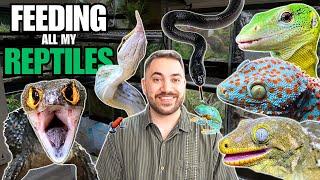 FEEDING ALL MY REPTILES! (Lizards, Snakes, Frogs and more!)