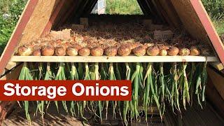 Great Crop of Onions for Storage