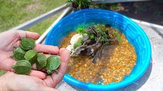 Rescued BABY TURTLES Get Their DREAM HOME!!