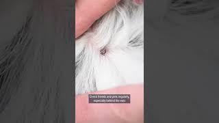 Tips to keep you safe from ticks