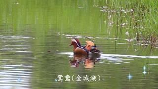 新竹金城湖候鳥賞鳥趣HD