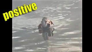 Another dose of positive mood boost. Dog rescues squirrel [9:16]