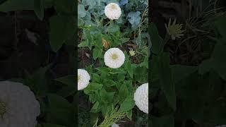 White zinnia