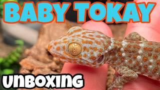 I bought a tiny TOKAY GECKO!! (unboxing)