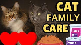 How To Manage A Multi-Cat Household (Important Tips)