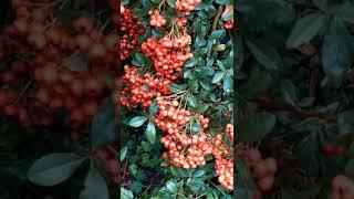 Pyracantha