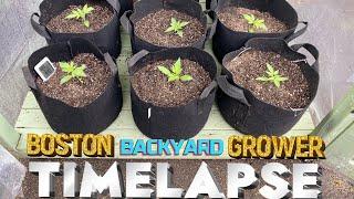 Timelapse Autoflower Cannabis Outdoor Grow Seed to Harvest