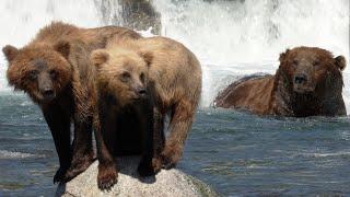 Fierce Mother Bears of Brooks Falls | Alaska   | Wild Travel | Robert E Fuller