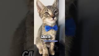 #comedy #comedia #cat #risas #chistes #chistescortos  #humorgatos #humor #videosdehumor #comedian