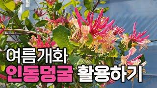 죽은 나무, 처치곤란 구조물 꽃덩굴로 커버하기! 향기로운 인동덩굴 100배 활용&관리법