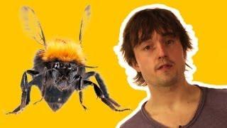 How do insects fly? | Sci Guide (Ep 25) | Head Squeeze