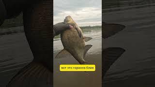 ЗДОРОВЫЙ ЛЕЩАРА на МОРМО! Short Viral Video #shorts #мормышинг #funnyvideo #fishing #приколы
