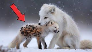 WILDLIFE AID! Rescue Team Saving Poor Animals From Barnacles And Parasites #13