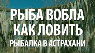 РЫБАЛКА В АСТРАХАНИ - РЫБА ВОБЛА НА ФИДЕР