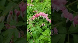봄비 내리는날 금낭화(Bleeding Heart on a Rainy Spring Day)