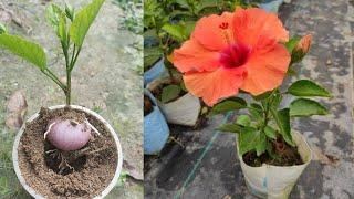 Growing fast hibiscus flower plant in onion, how to grow hibiscus flower tree cutting