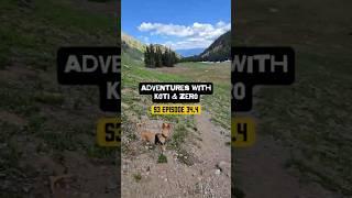 Adventures with Koti & Zero S3 Episode 34.4 #hikingadventures #dailyvlog #naturelover