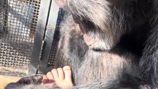 Chimpanzee Gives Woman a Pedicure