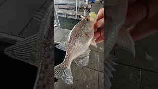 Just having fun at the dock catching crappie and a bonus bass.  #fishing  #crappiefishing