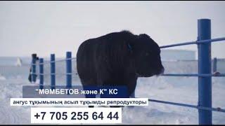 "Мамбетов и К" КТ #angus#angusbull