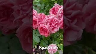 Шикарные кустовые розы 
