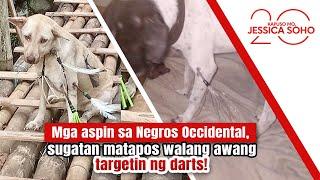 Mga aspin, sugatan matapos walang-awang targetin ng darts! | Kapuso Mo, Jessica Soho